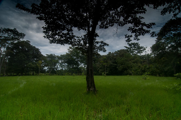 The clean Pastureland Surrounded by the border Trees of A Small Farm Land Property with creek, part of the Listing of The Osa Peninsula Properties Real Estate Agency in Puerto Jimenez, South Pacific Coast of Costa Rica